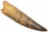 Fossil Spinosaurus Tooth - Composite Tip #361291-1